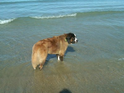 Homer loved the water .
